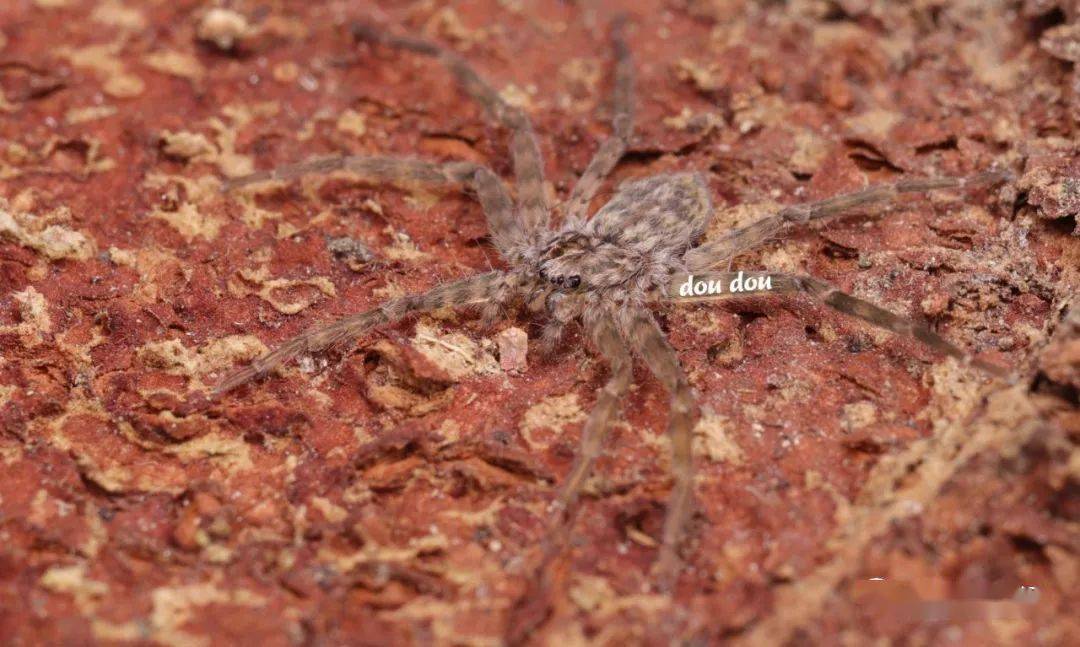 虫趣点滴盘点树皮下的二维生物