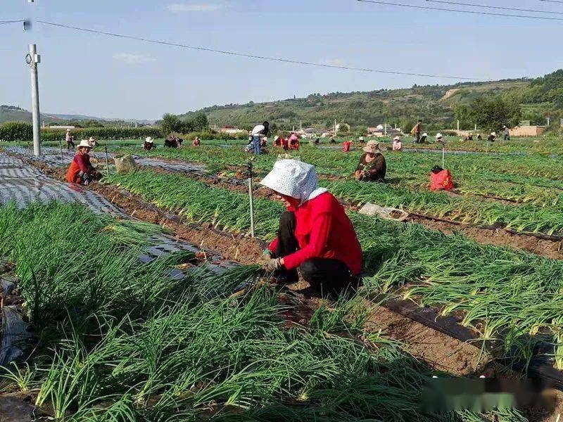 调结构 促发展 惠民生67——临夏州加快农业产业结