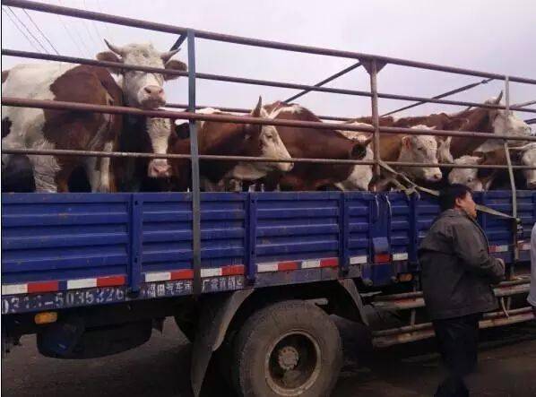 总结:牛运输过程中如何减少应激,做好每一步!