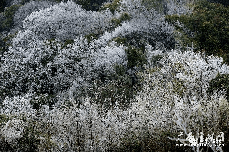 隆林金钟山壮美冰景