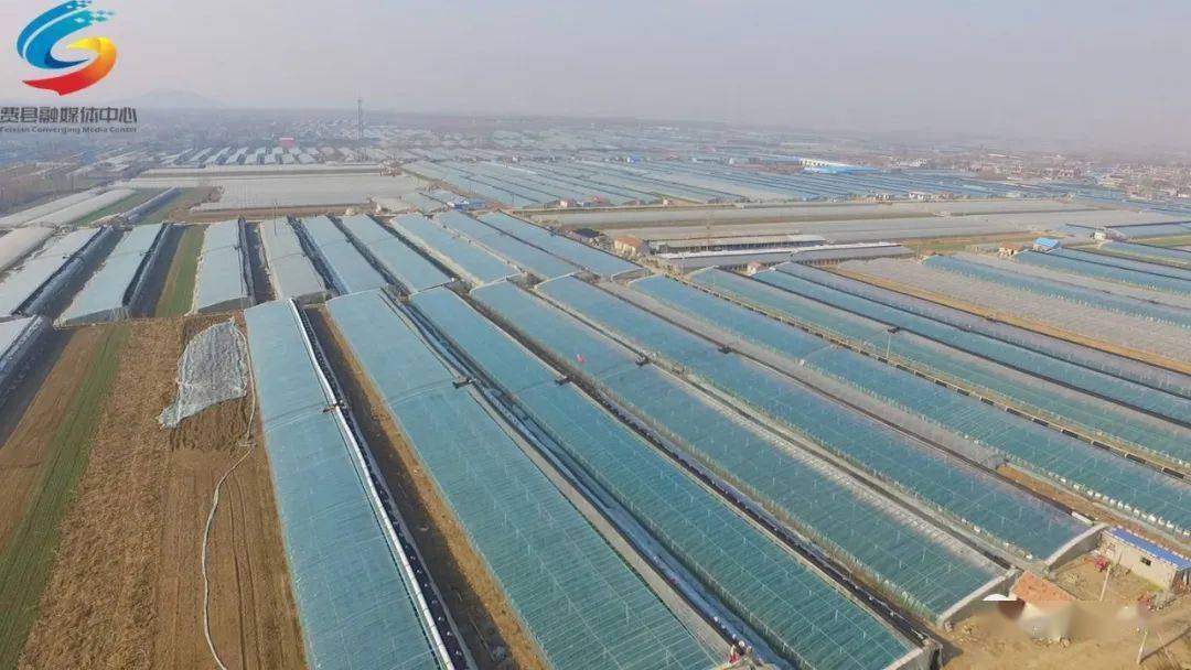 鲜甜费县胡阳的西红柿熟了