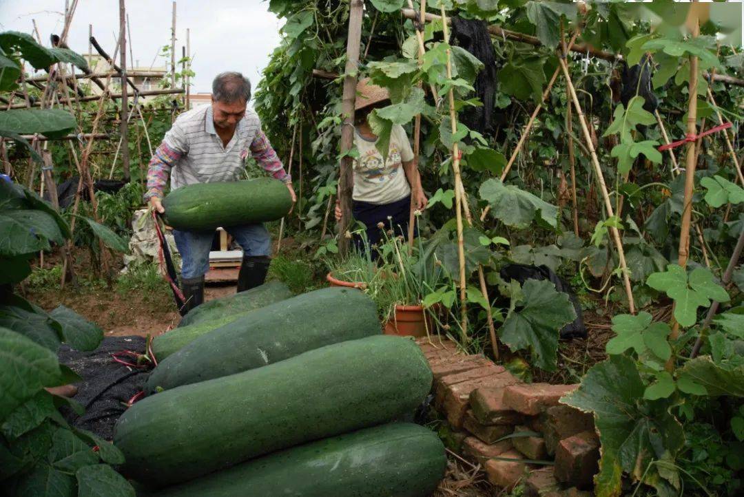黄龙文化节农副产品篇每一种黄龙冬瓜产品都蕴含家的温暖滋味