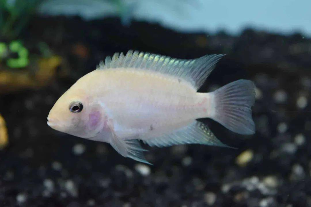 九间始丽鱼的白化种.雌鱼开始发情时体色成粉色.