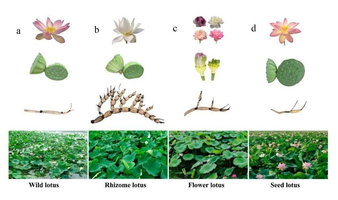 迄今最大规模莲基因组重测序揭示莲的进化起源