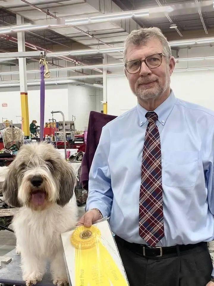 每日一王者"jolly"——美国akc小巴塞特格里芬旺代犬母犬排行一