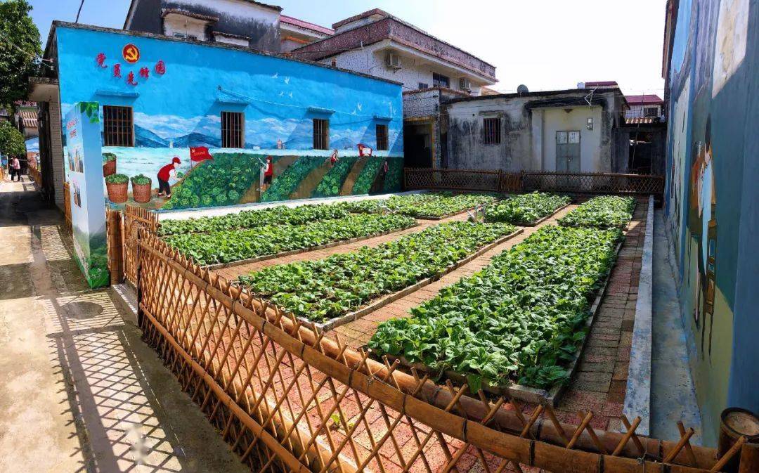 台山三合镇北联村有一处特色菜田正气满满情意暖暖