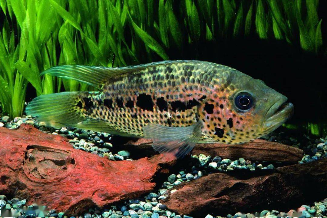 中南美洲慈鯛圖鑑合集centralsouthamericancichlid