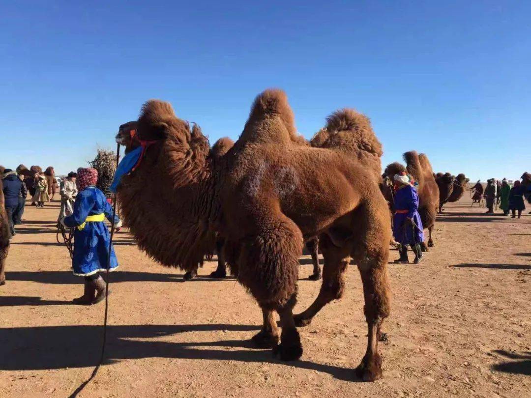 西尼乌素嘎查举办第二届乌拉特戈壁种公驼选拔赛_骆驼