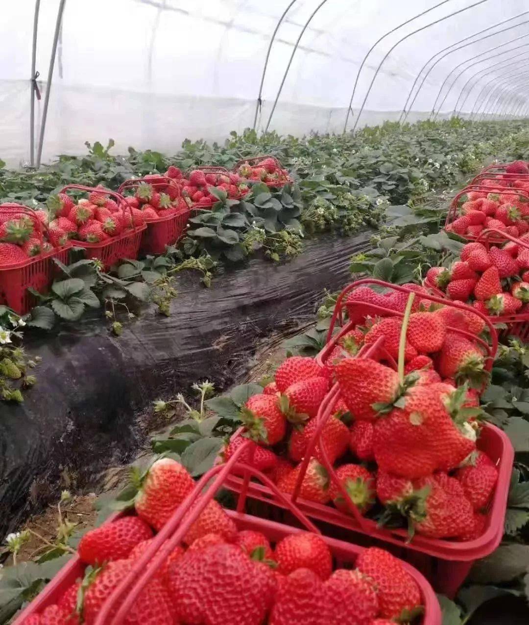 郑州西禾草莓采摘园图片