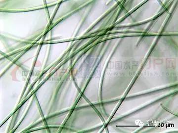 颤藻目4,微囊藻 具伪空泡3,平裂藻 每两个细胞两两成对,2对为一组,4