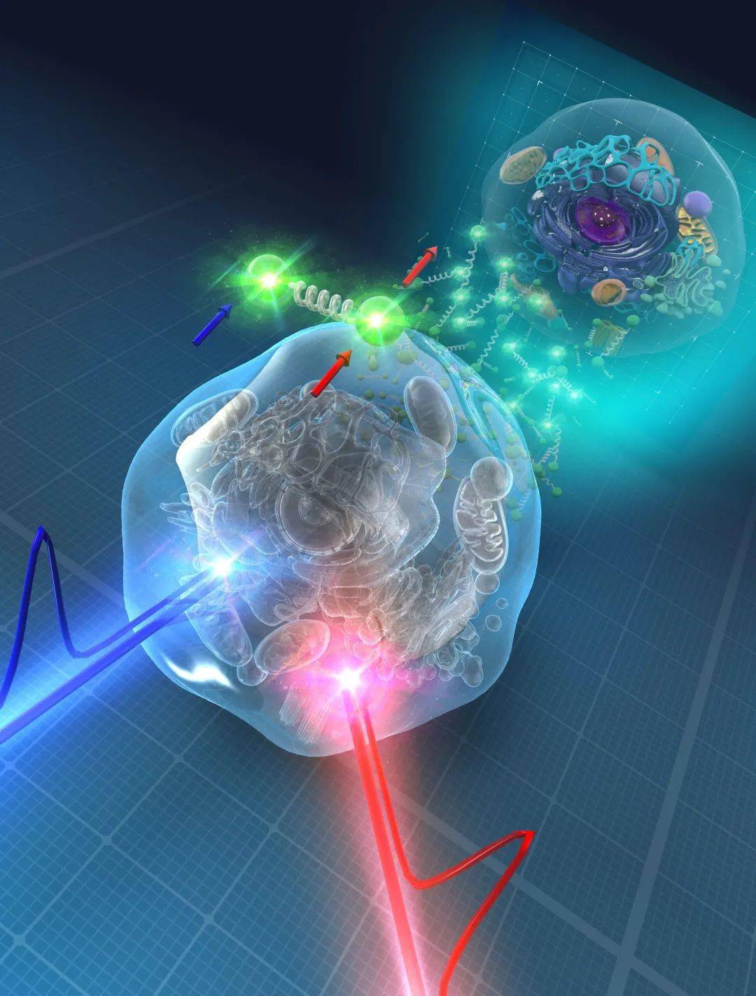 综述:受激拉曼散射显微技术进行分子振动成像