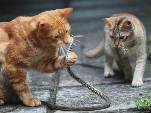 橘猫遇到一条蛇,蛇还想反抗,结果来了一群猫!