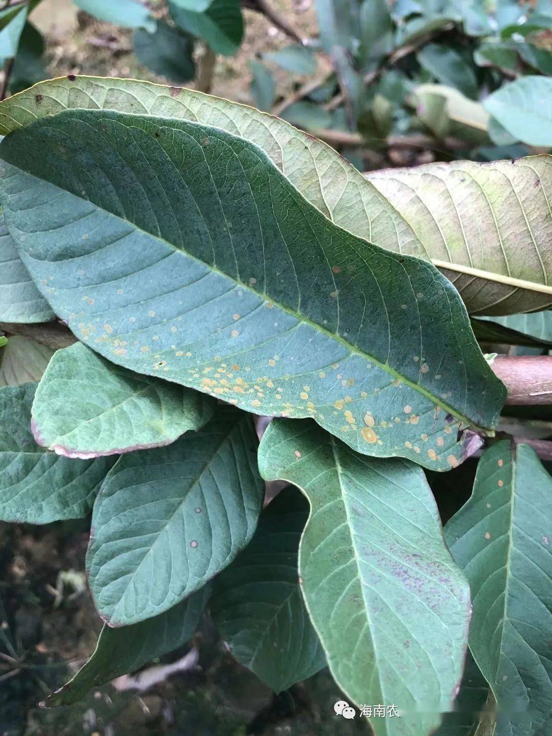 随后,头苑服务站站长到番石榴地查看发现,是蚜虫,藻斑病危害,并因天气