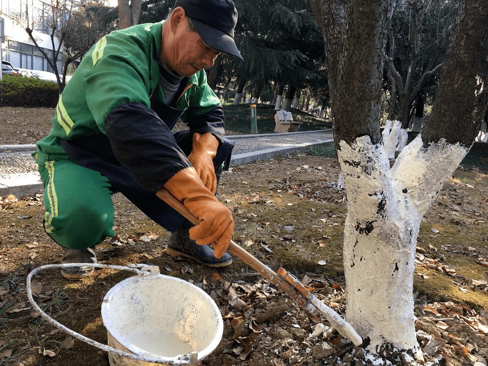 【资讯】绿化养护刷白 科技园树木安全过冬_石灰水