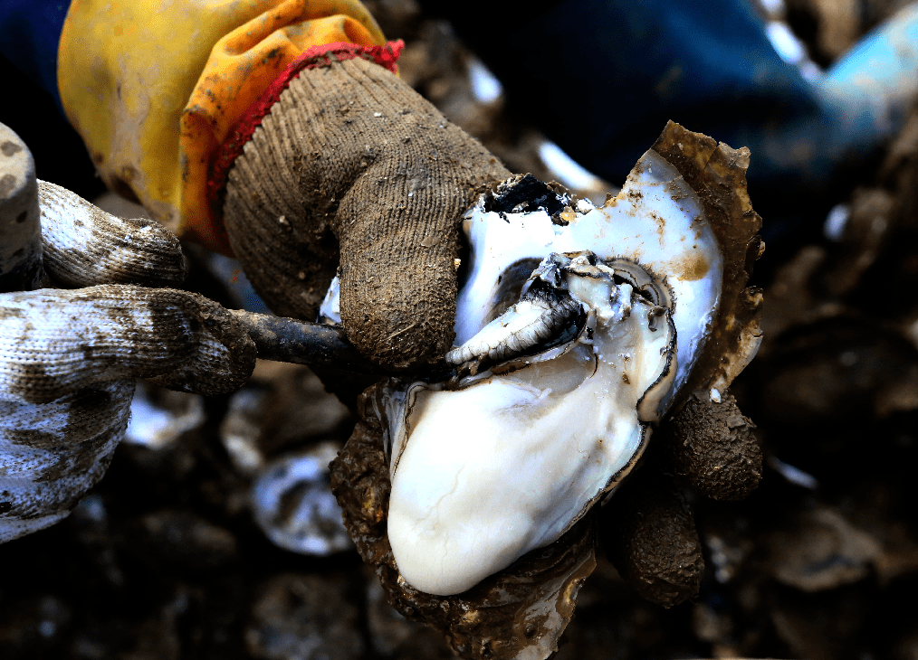 蚝豉蚝油蚝罐头舌尖上的美味之旅从一只沙井蚝开始