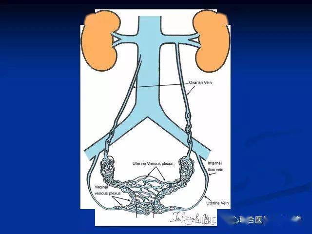 女性生殖系統正常解剖及表現