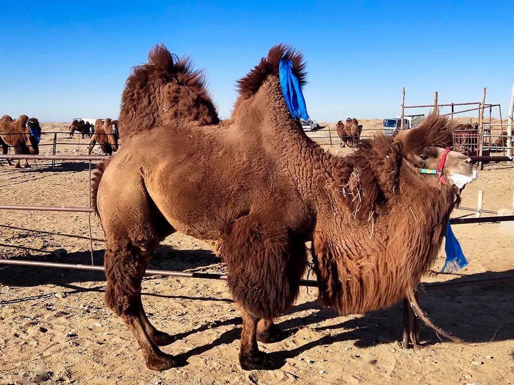 乌拉特红驼选秀看看谁家的成功出道