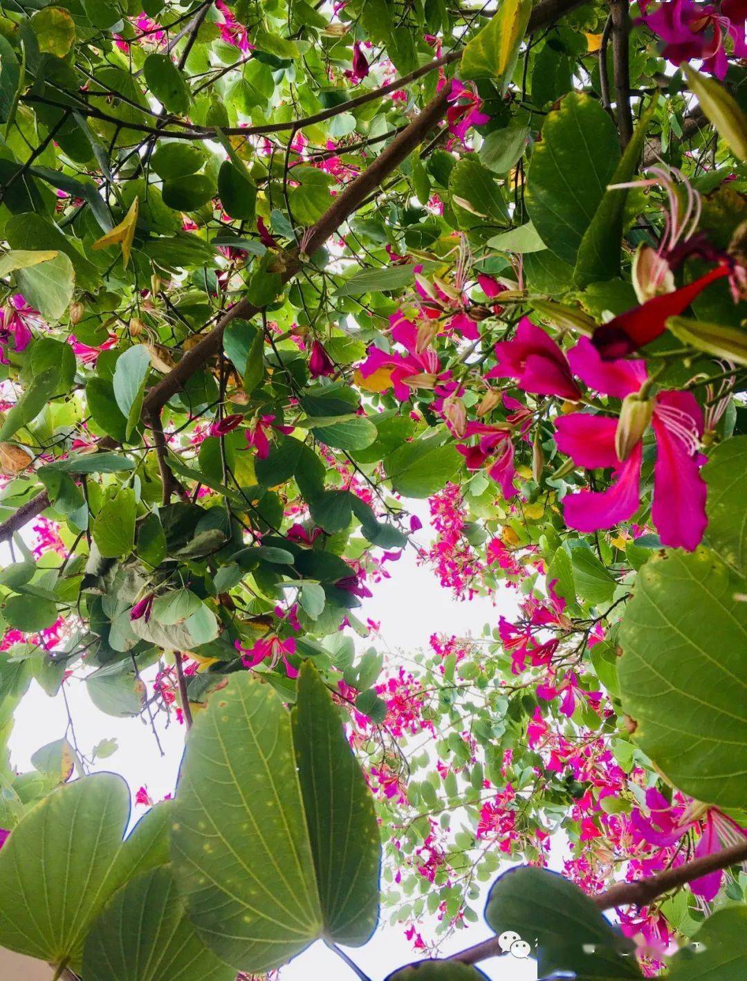 红花紫荆的花期很长,主要集中在春,冬季,观赏期长达半年以上.
