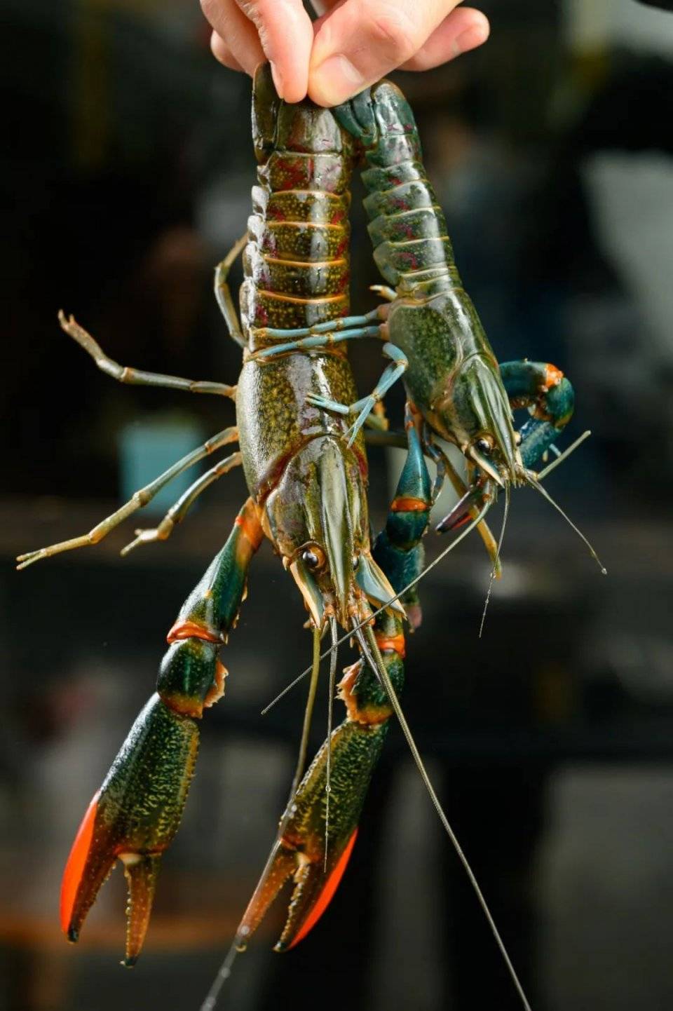 plus版龙虾比巴掌大只只q弹飚汁吃一次炫耀一年