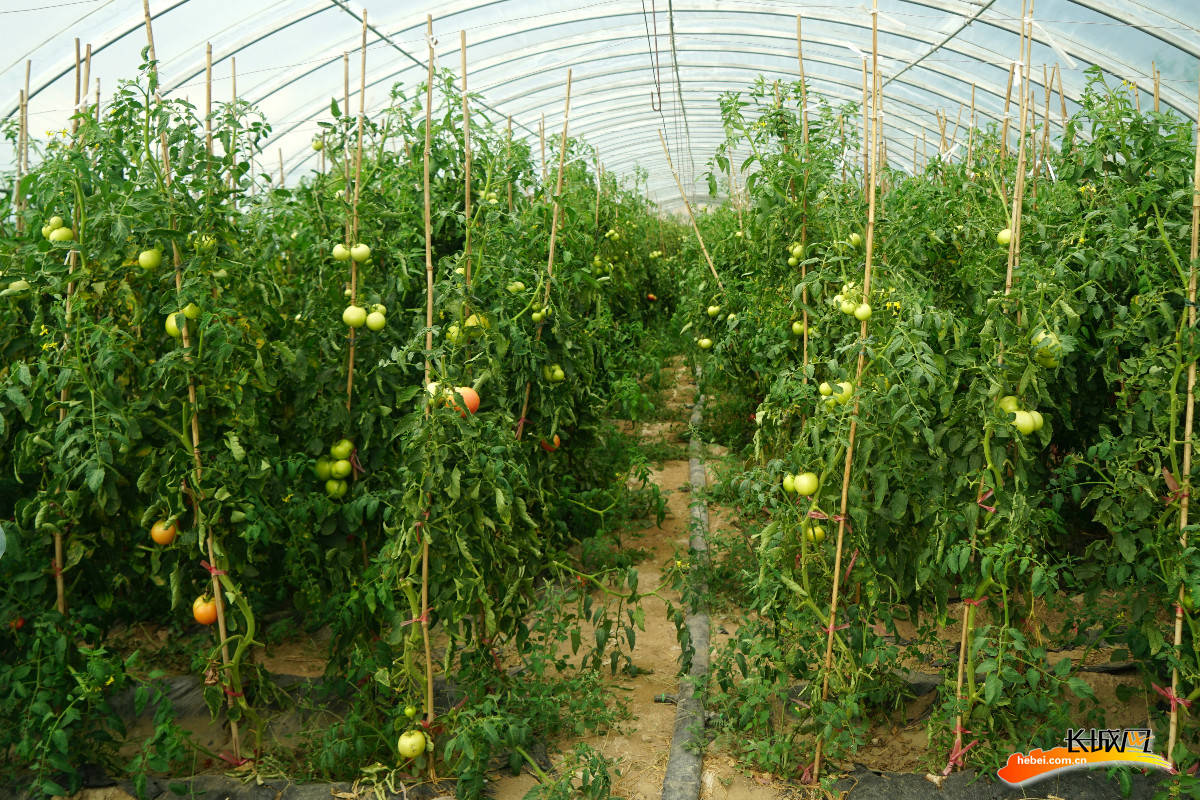 我们的全村福丨张家口市阳原县西窑头村光伏发电蔬菜大棚托起村民致富