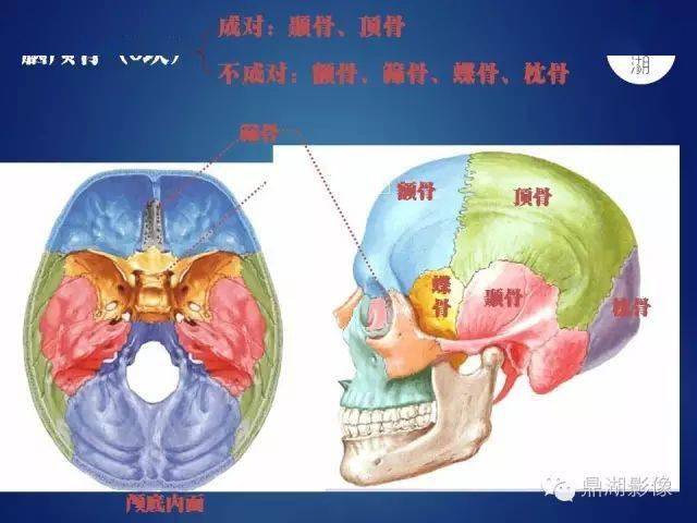 wow,最全神经系统解剖图来了