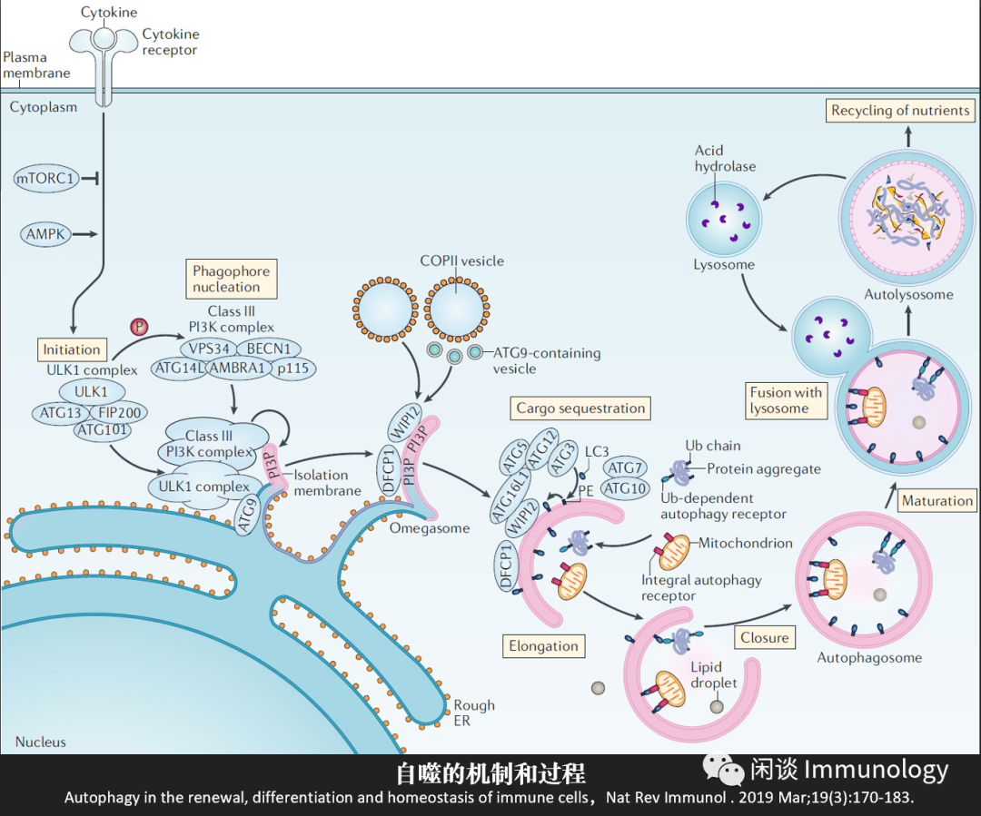 自噬决定免疫细胞分化及功能执行免疫学专题