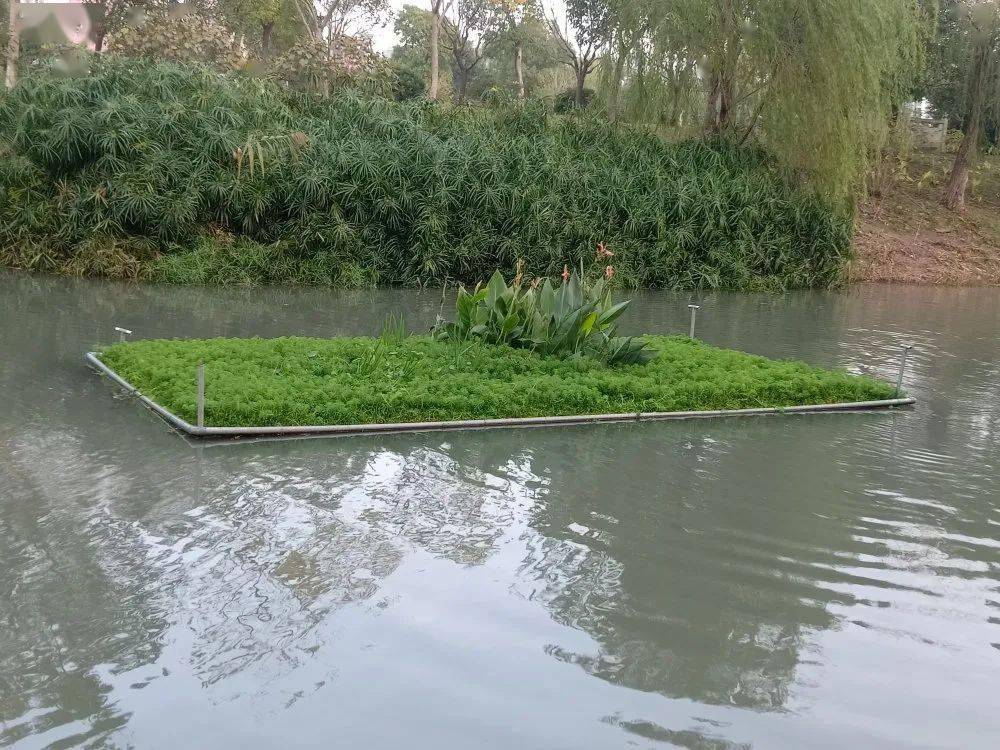 水生植物修剪忙扮靓河道提水质