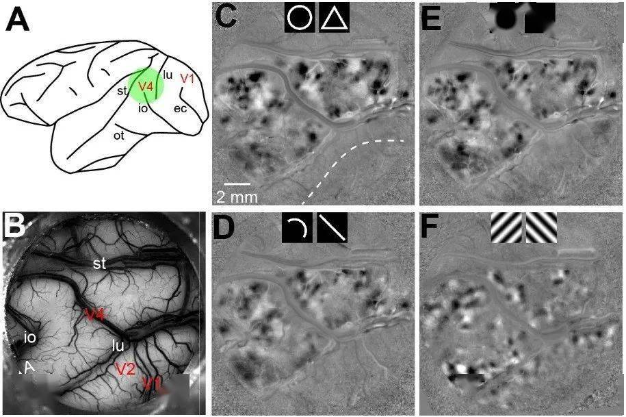 形状视觉视皮层v4区的圆弧功能模块