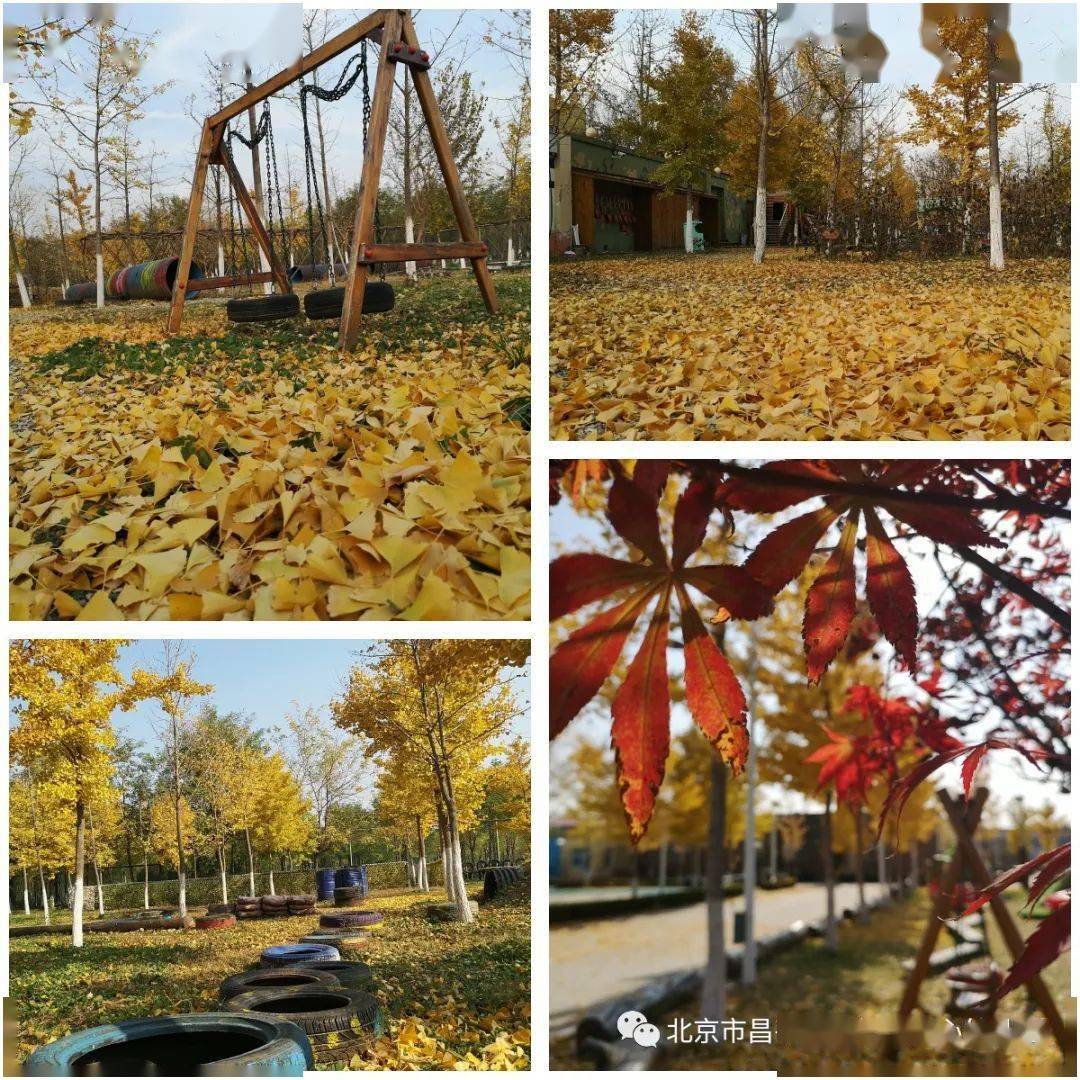 阳坊镇中心幼儿园阳幼的诗和远方