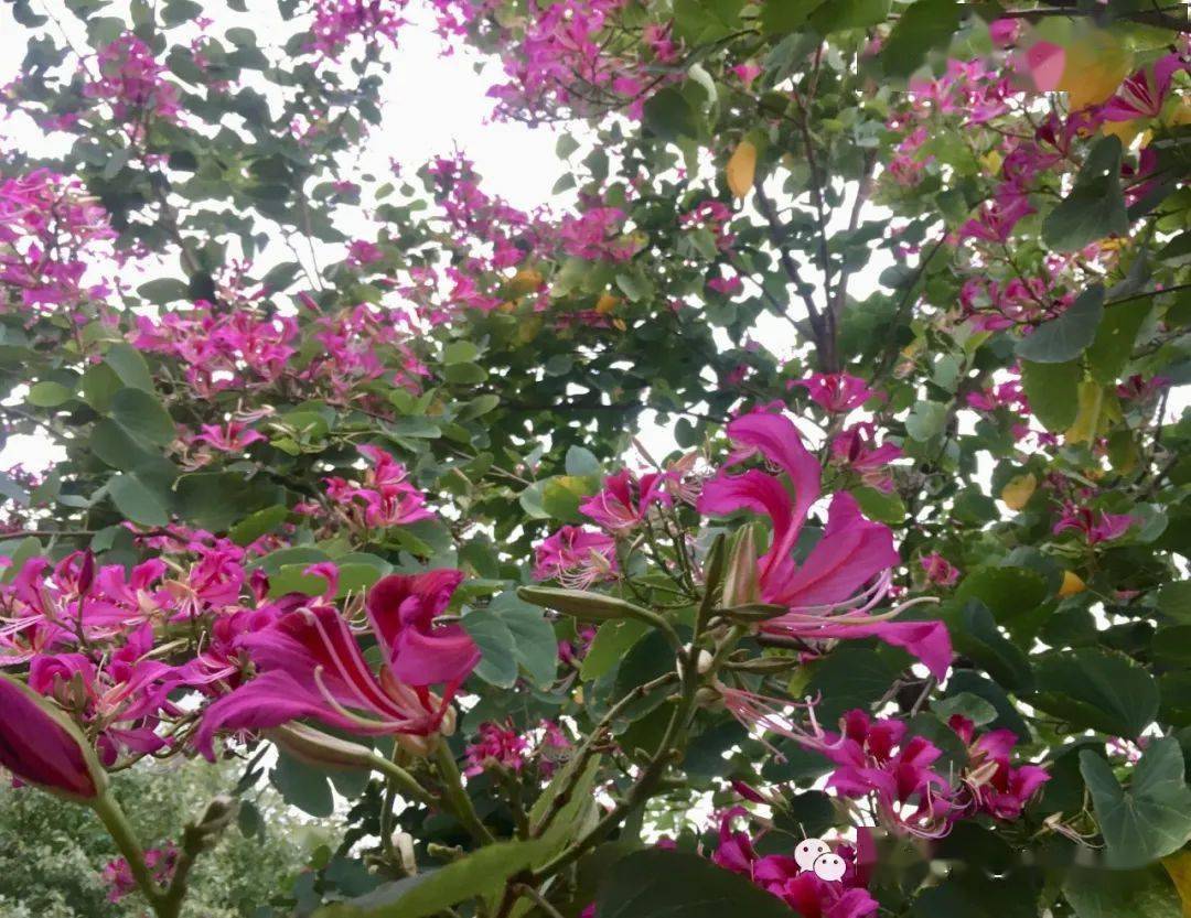 红花紫荆花期图片