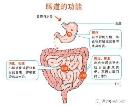 肠道走向图片