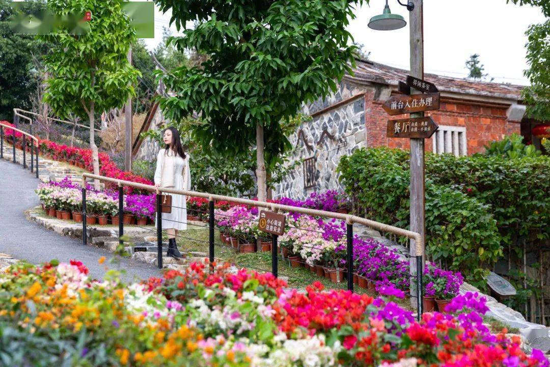 古厝与花山境小院花满庭姹紫嫣红万朵暖冬