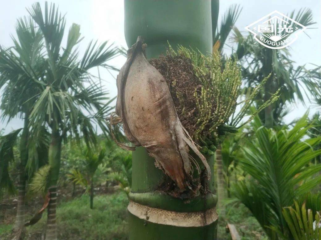 技术干货槟榔红脉穗螟综合防控技术