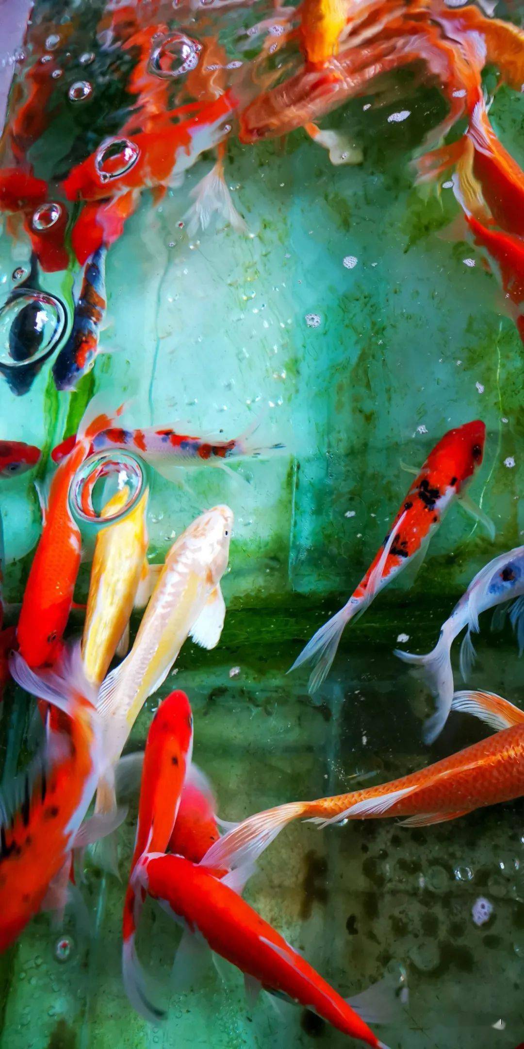 光影隆阳2020年第295期手机随拍开心就好