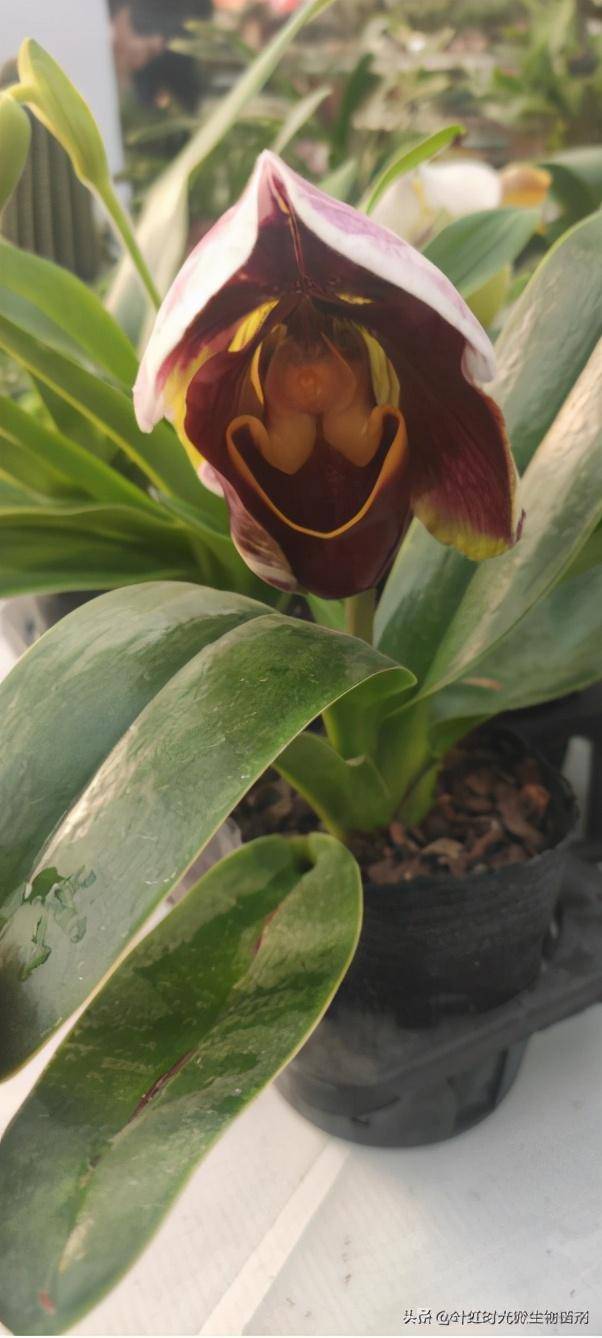 这种兰花外形很奇特,开花像拖鞋,花期还特别长