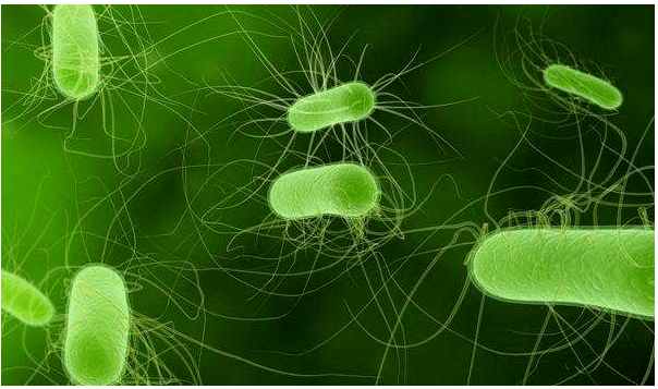 在抗生素的攻击下细菌也会舍己为人