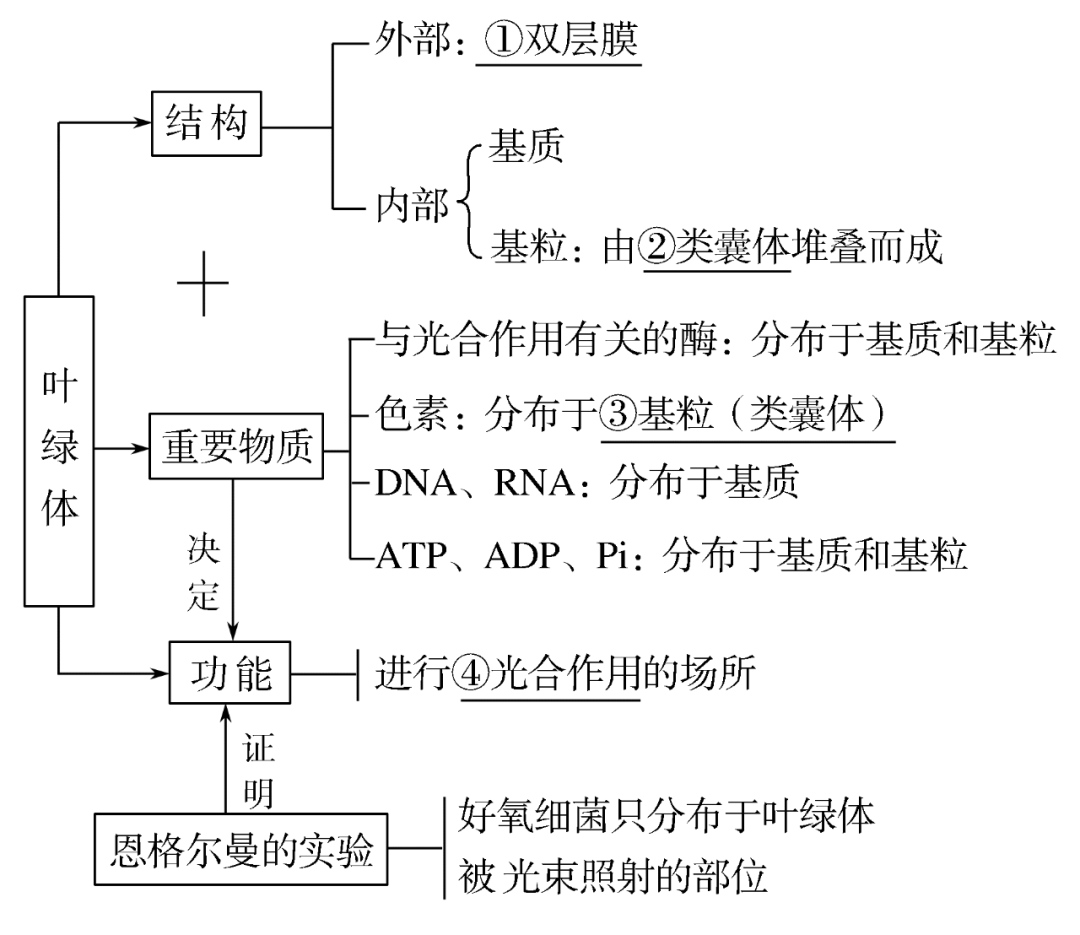 高考生物一輪複習分子與細胞思維導圖專題彙總彙總