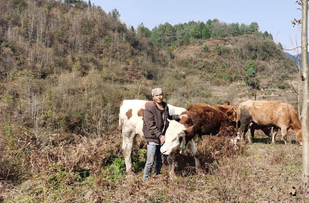 【我的脱贫故事】谢启顺:赶着牛儿奔小康
