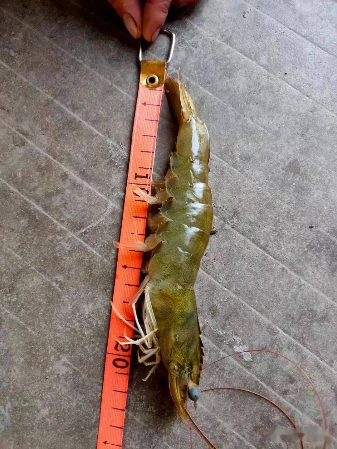 65天卖虾成本仅8元亩利润超万元这个短平快的纯淡水