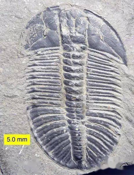 历经4亿年未变样貌的古老动物鲎