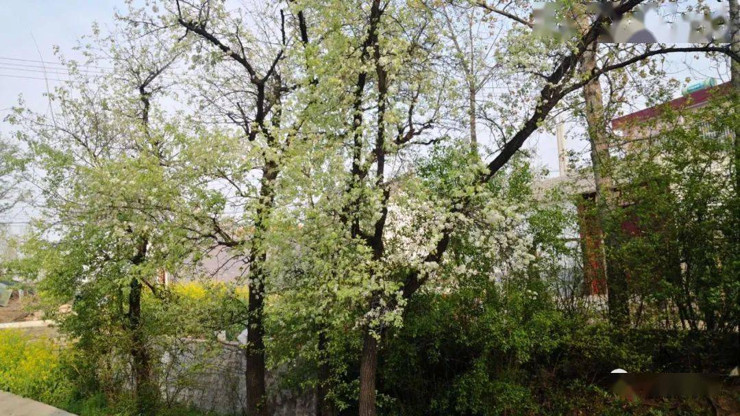 特别推荐浣河一翁67丨万语千言说棠梨赞皂角树村四棵古棠梨树