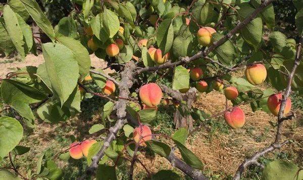 秦杏的种植前景浅析价格怎样有哪些特点