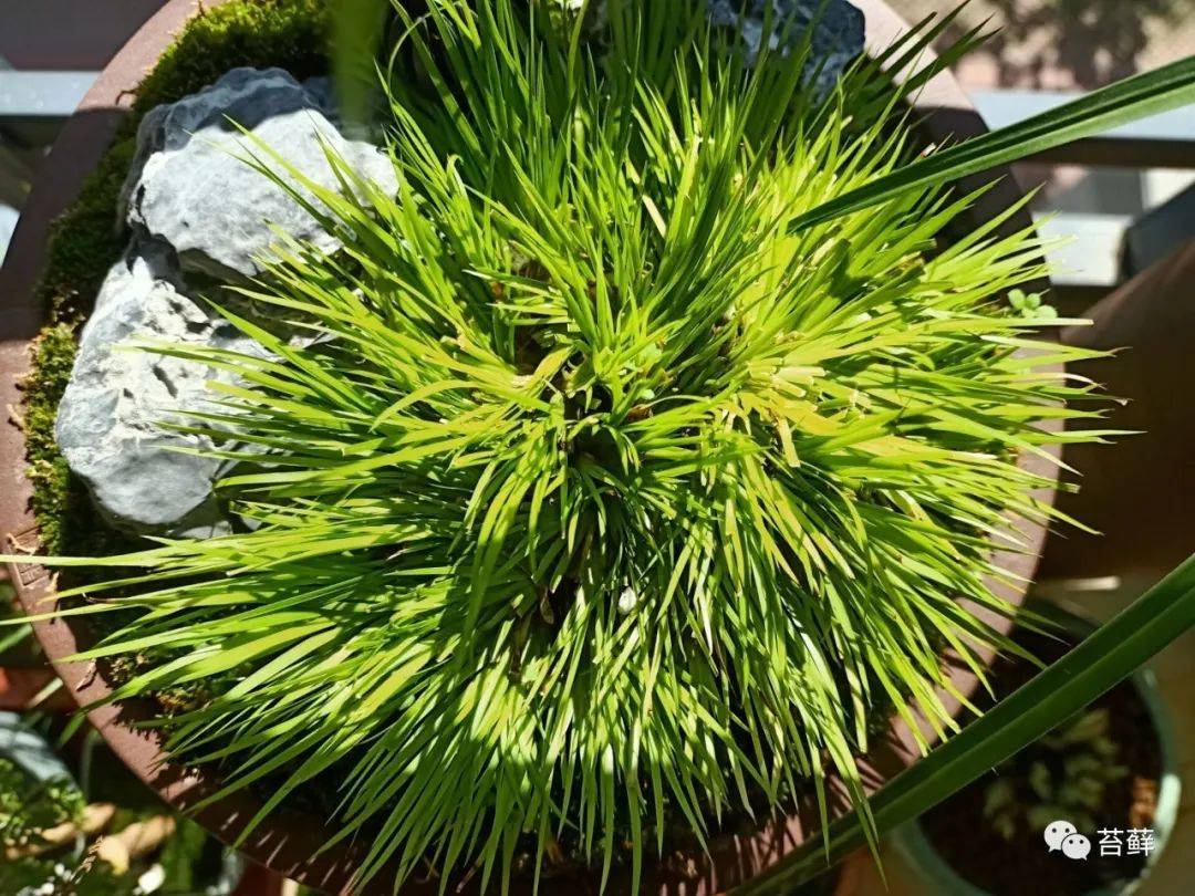 冬日里喝茶赏蒲,晒晒太阳暖暖身子!_赏青