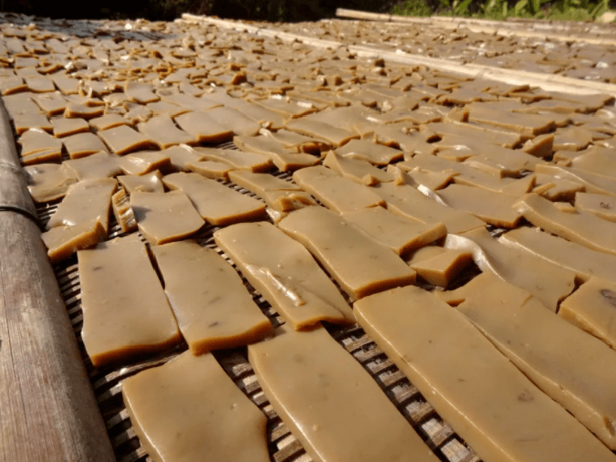 双牌风物苦槠山上苦槠香