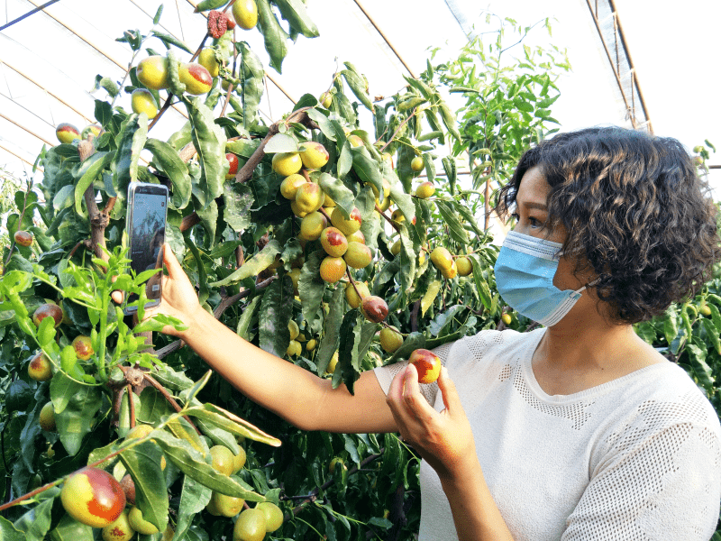 8月18日,十三师黄田农场五连"两委"海霞正在冬枣大棚里通过直播连线