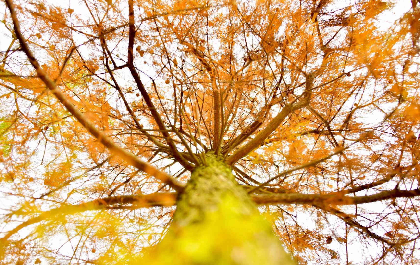 江南公园里披上红装的落叶杉_杉树