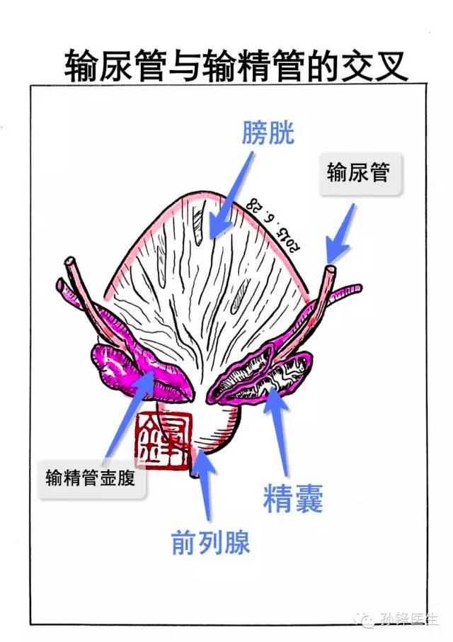 输精管和输尿管图解图片