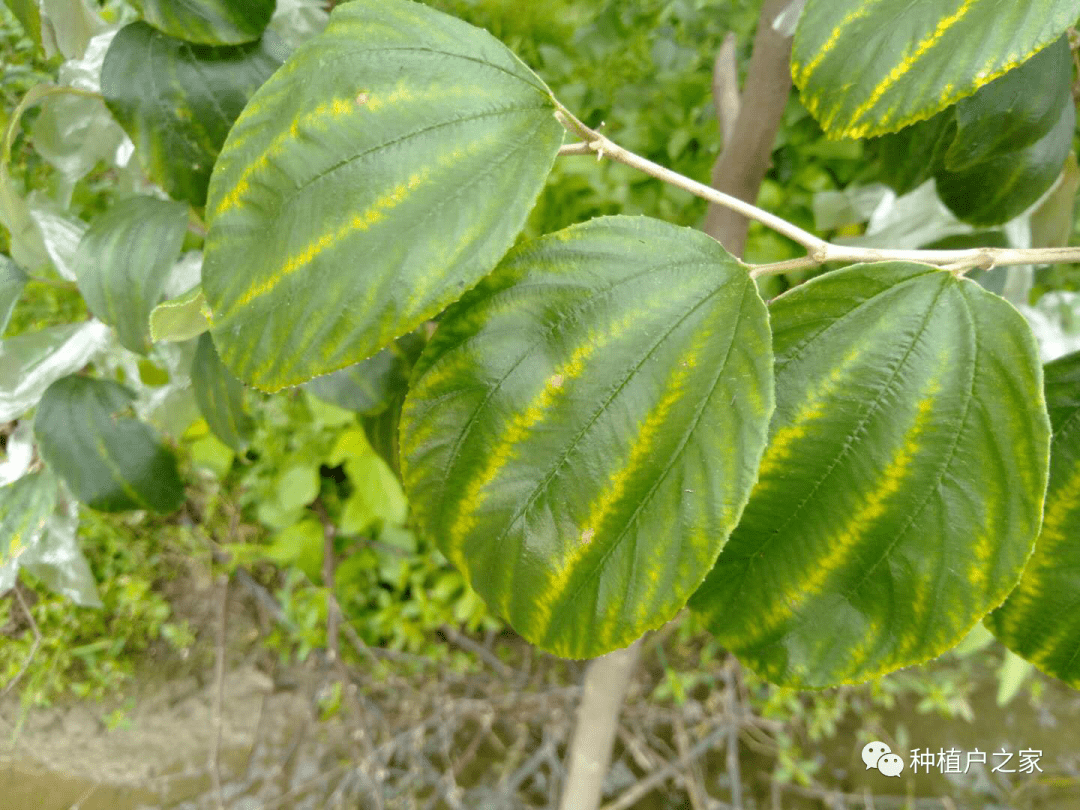 大青枣冬季如何枣管理