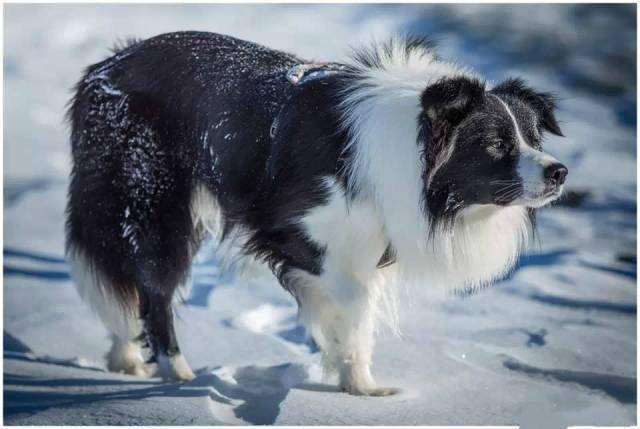 四蹄踏雪的狗图片