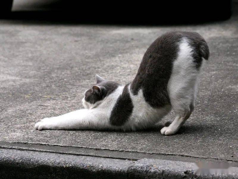猫咪为什么会弓着背不一定是生气了还有这6个原因